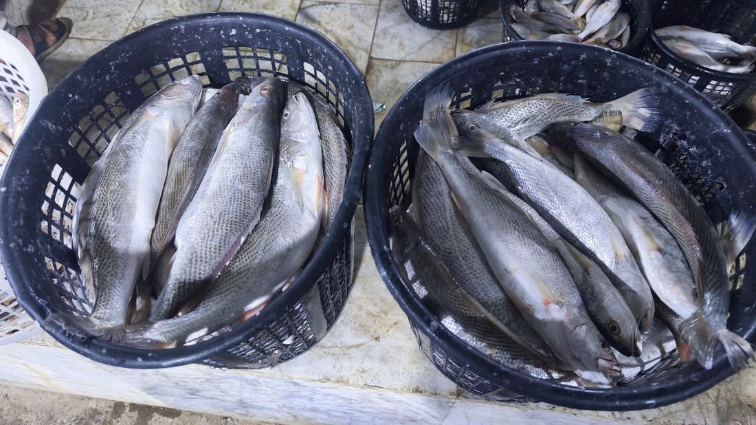 صور: 30 طناً من السمك في مرسى النقعة.. “خلي الفقير ياكل”
