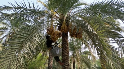 شاهد: الفتيان “فوق النخلة” وتتمايل فجراً.. أرطاب قلعة صالح كلها عسل