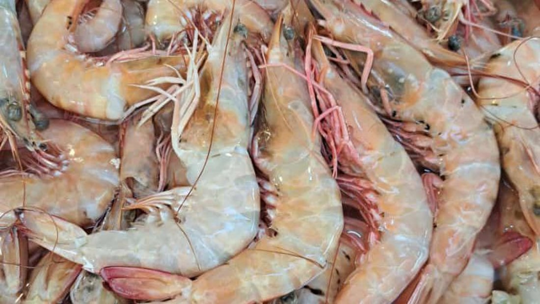 الصبور موجود حتى في الشتاء.. يتجمع بأعماق “أم ثلاث” وتصطاده شباك الغزل (صور)