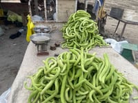 موسم خيار 