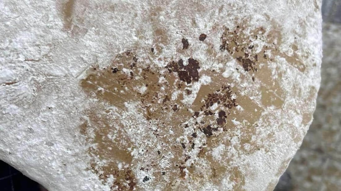 پاشماوەی جرج لە شیرینەکانی دوکانێک دۆزرایەوە و دەستی بەسەرداگیرا