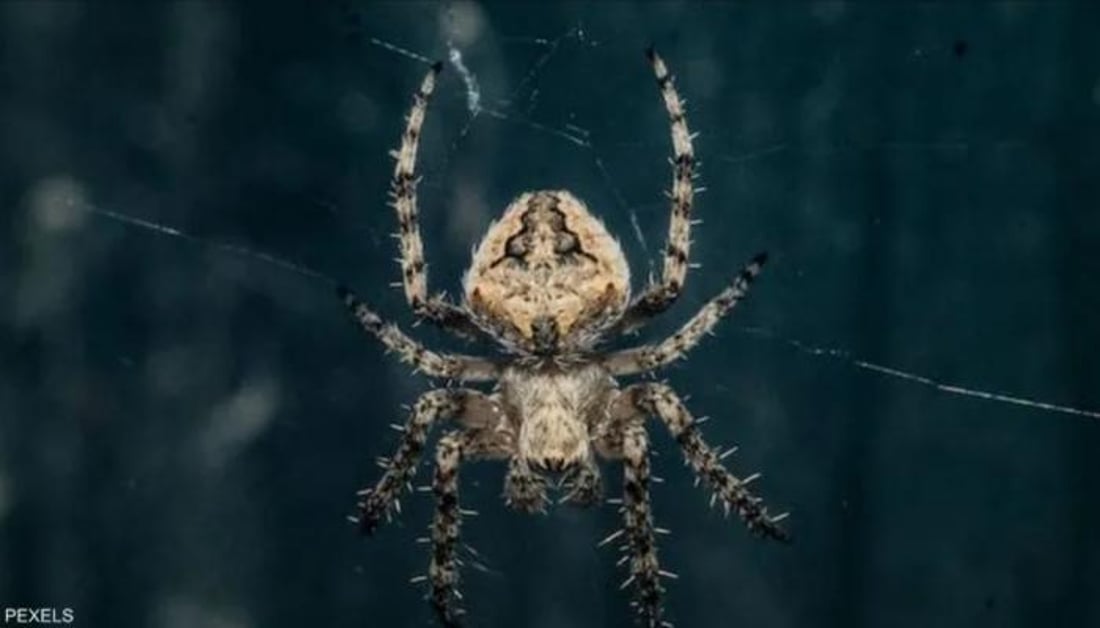 ژەهرى جاڵجاڵۆکەیەک مردن بە جەڵتەى دڵ رادەگرێت