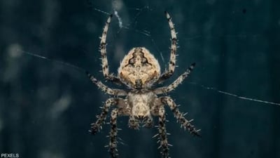 ژەهرى جاڵجاڵۆکەیەک مردن بە جەڵتەى دڵ رادەگرێت