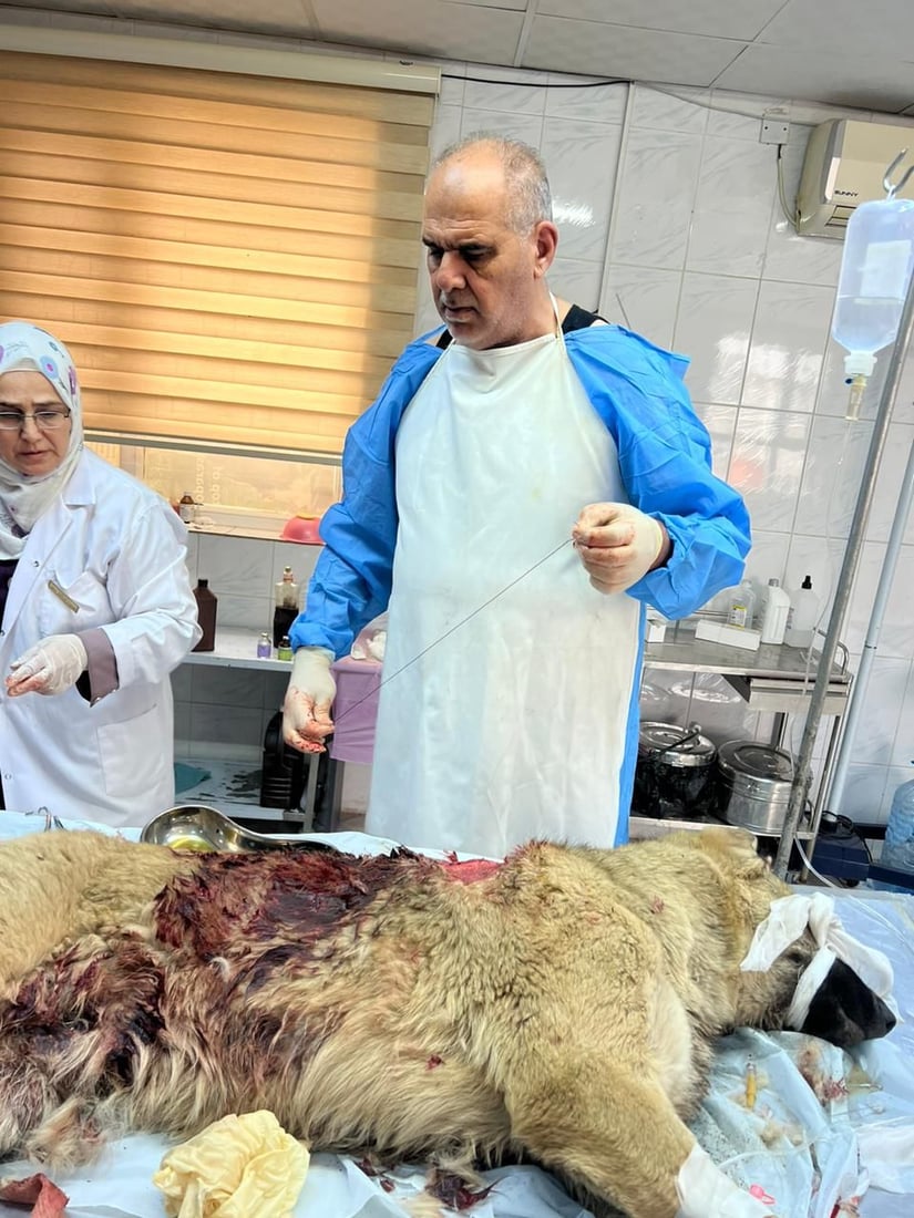 صور: إنقاذ “كلب” تعرض لإطلاق نار في كركوك.. رجال الدفاع المدني جلبوه للبيطرة