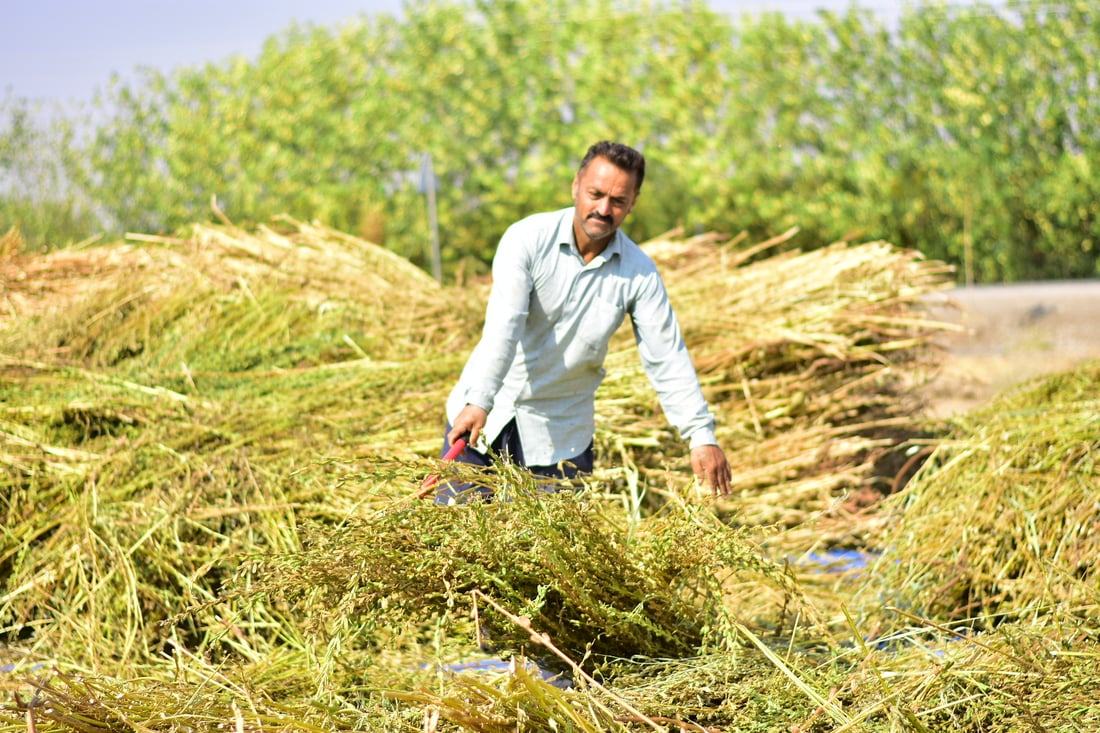 Sesame harvest begins in Mwan village despite irrigation challenges