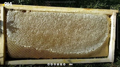 هه‌نگه‌وانانى هه‌رێم به‌رهه‌میان باشه‌ و گله‌ییان زۆره‌