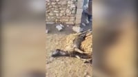 شاهد: ذئب يهاجم قطيع أغنام ويخلف مجزرة في السليمانية