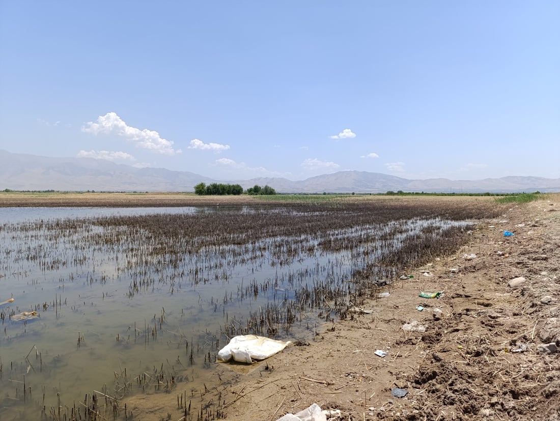 ئه‌مساڵ به‌ته‌ماى شووتى و خه‌یارى به‌حره‌كه‌ مه‌بن