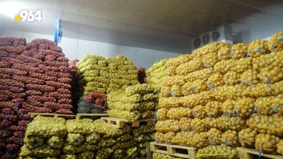 ربيعة: لن نبيع البطاطا بهذا السعر الرخيص.. سنحفظها في المخازن 3 شهور (صور)