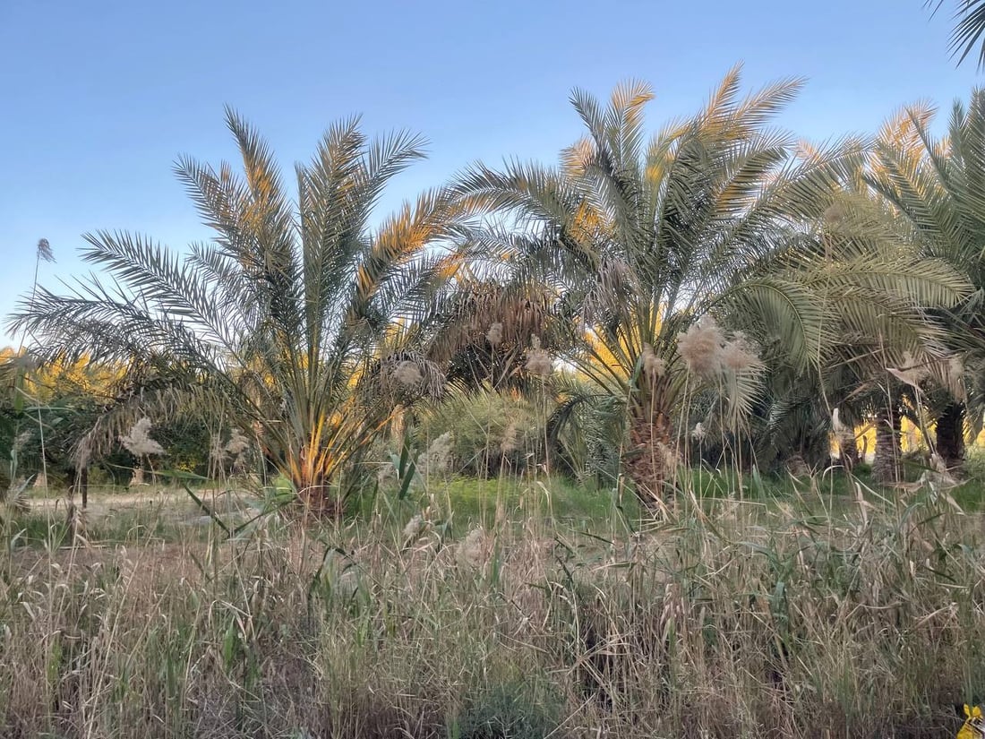 صور: كربلاء تردّ الجميل وترسل النخيل إلى البصرة لإطلاق “الثورة الزراعية”