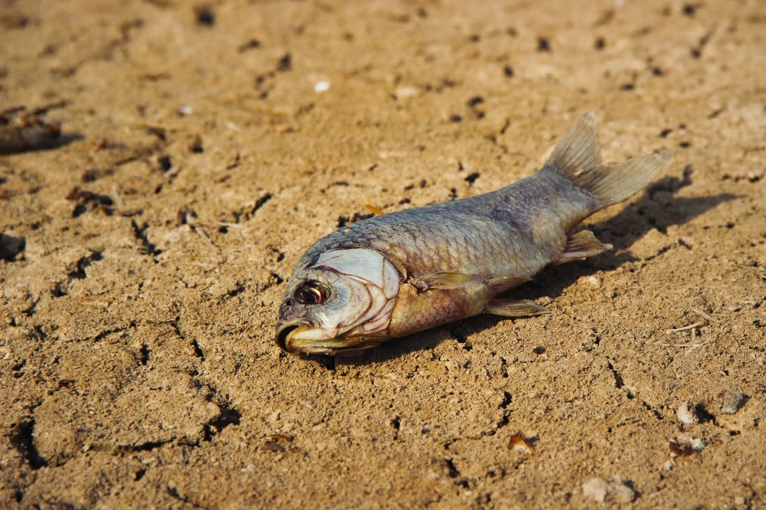 964 به‌دواداچوون بۆ له‌ناوچوونى سه‌دان ماسی له‌ ئاوى سیروان ده‌كات