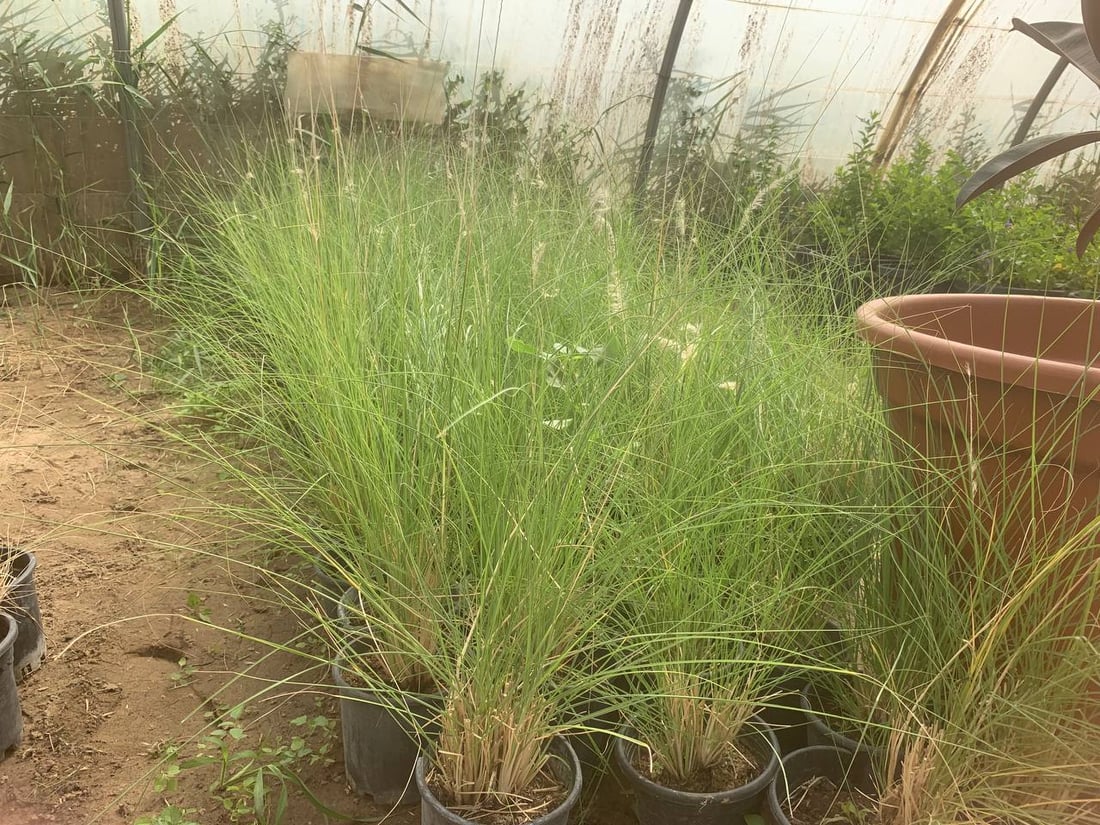 قد لا يعرفها كثير من أهل بغداد.. “العدوانية” البعيدة مصدر نباتات المطار النادرة