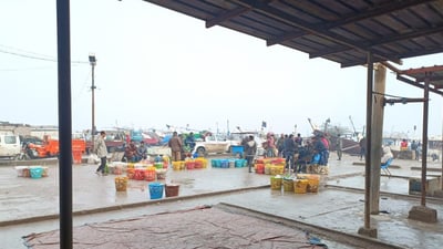 أسعار السمك في مزاد الفاو الأربعاء.. وفرة رغم تقلبات البحر
