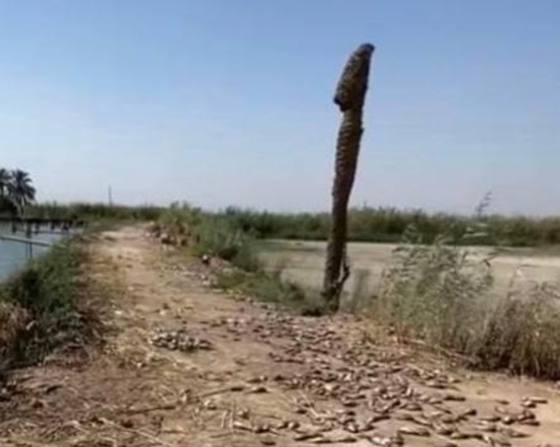 صور: قوة أمنية تردم بحيرات المدائن.. لم تمهل المربين نقل أسماكهم إلى مكان آخر