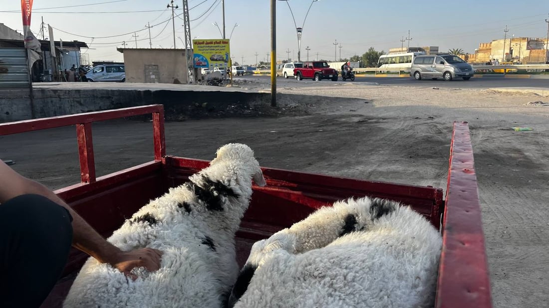 البيع بالتخمين أرخص.. البصرة تسبق عيد الأضحى 30 يوماً وتوفر الخراف من ميسان (صور)