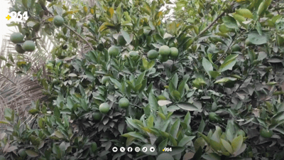 باخەکانی گردەگۆزینە بەر پڕۆژەکان ناکەون