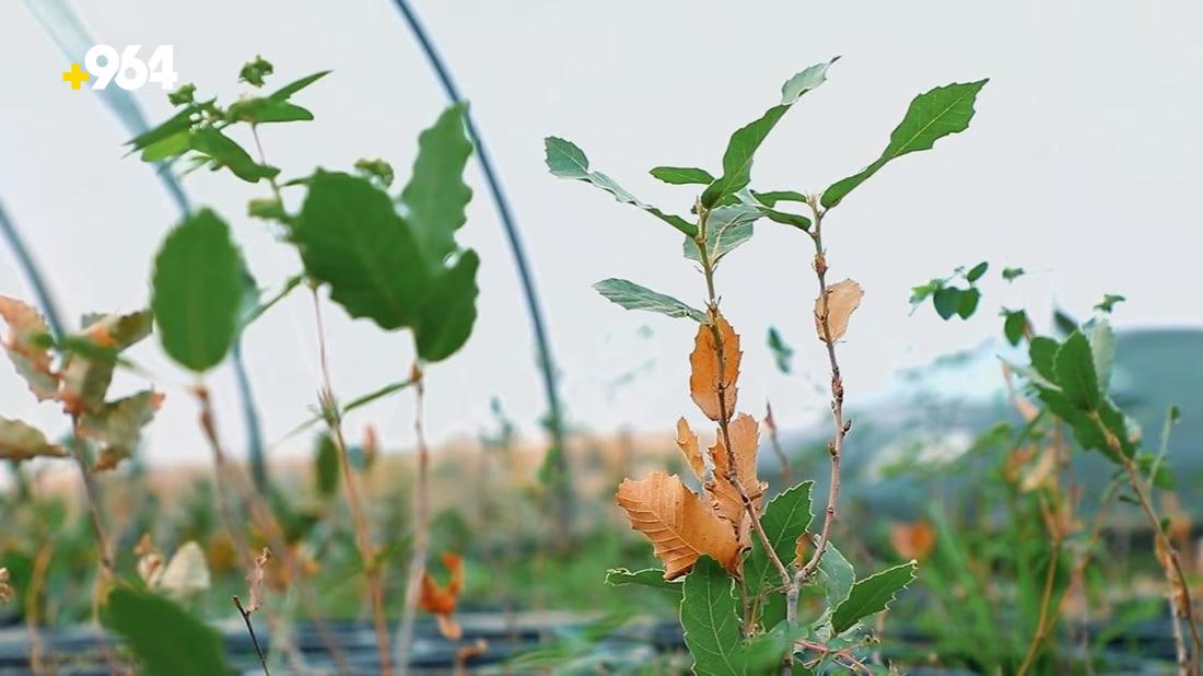 KRG initiates campaign to plant one million oak trees in Erbil