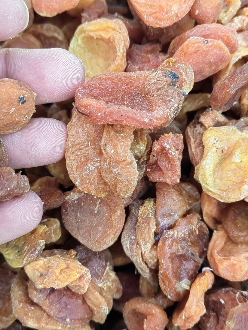 تۆنێک قەیسی وشککراوی کرم لێدراو و 150 کیلۆ ماسی خراپبوو دەستیان بەسەرداگیرا