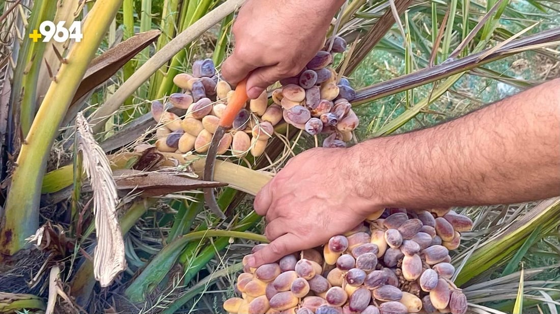 صور: گصاص النخيل بدأ في البصرة.. الخضراوي جاهز والبرحي ينضج في تشرين الأول