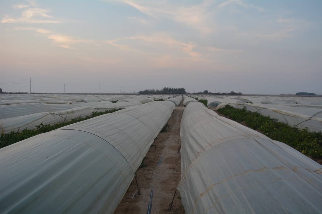 طماطة الزبير الأشهى والأكثر خسارة في العراق.. قائمة بالديون والنفقات (صور)