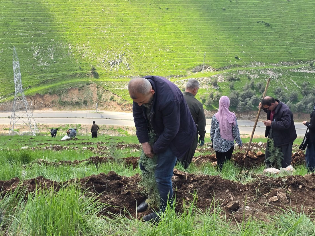 دۆڵەمیران و ئەزمەڕ سەوزتر دەکرێن؛ 1000 نەمام دەچێندرێن