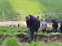 دۆڵەمیران و ئەزمەڕ سەوزتر دەکرێن؛ 1000 نەمام دەچێندرێن