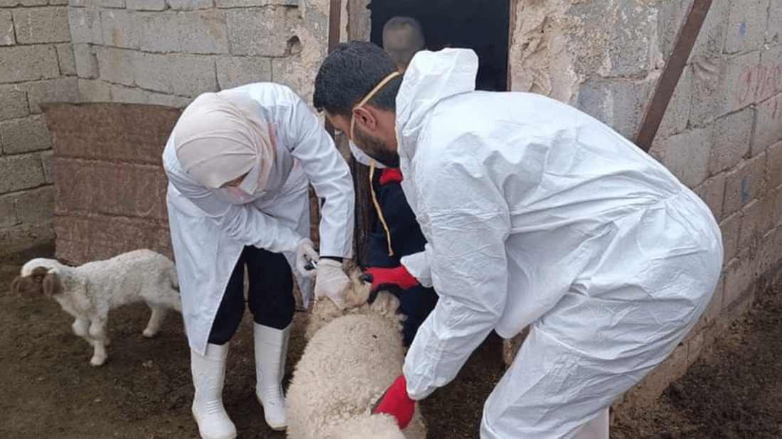 نەخۆشییەکی ترسناک لە دوزخورماتوو بڵاوبووەتەوە