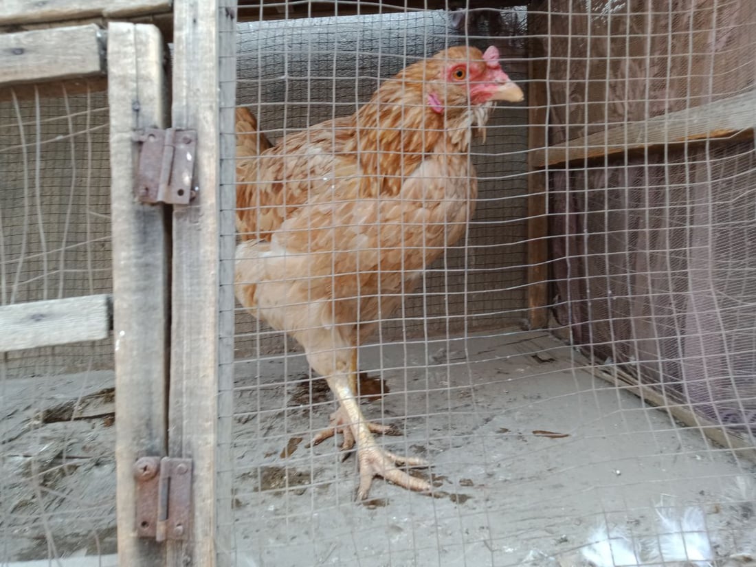 سوق الطيور في بغداد الجديدة.. نسخة من سوق الغزل وينافسه منذ السبعينات