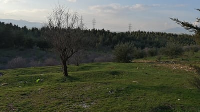 سێ ئاژەڵدار لەسەر لەوەڕاندنی مەڕوماڵەت لە دارستانێک دەستگیر کران