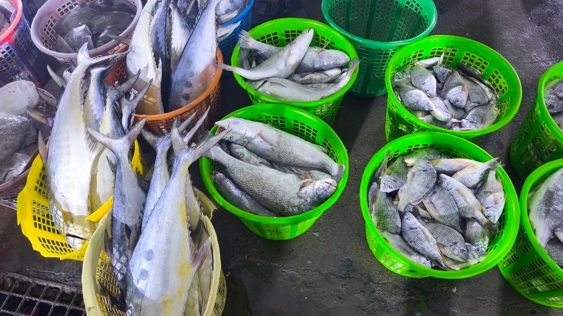 صور: 30 طناً من السمك في مرسى النقعة.. “خلي الفقير ياكل”