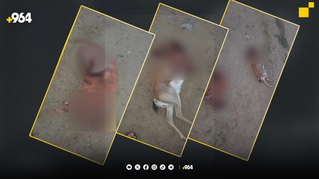 سێ ئاسک بە سەربڕاوی دۆزرانەوە