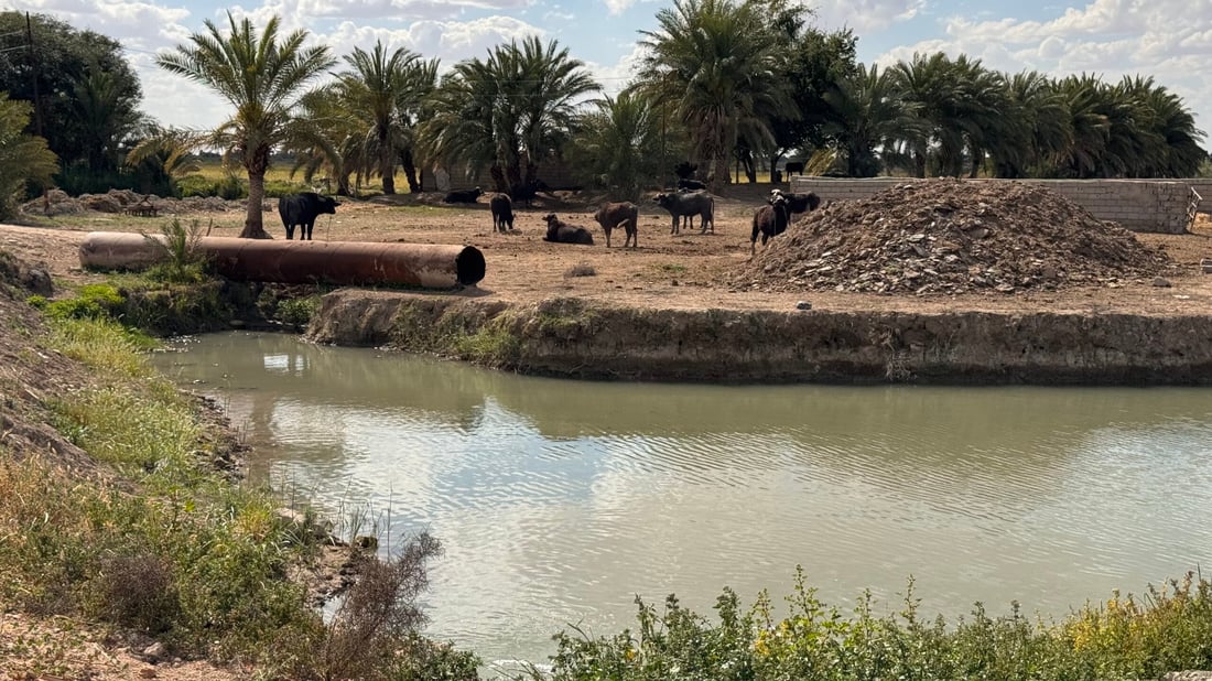 صور تعيد الأمل.. الجواميس غطست في شط المشخاب مجدداً بعد “أسوأ عامين”