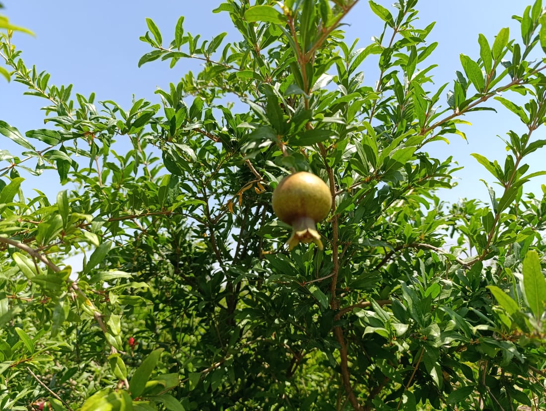 باخە هەنارەکانى هەڵەبجە نەخۆشن