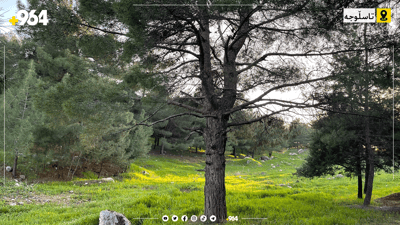 چیرۆکی دارە بەتەمەنەکەی دارستانی تاسڵوجە