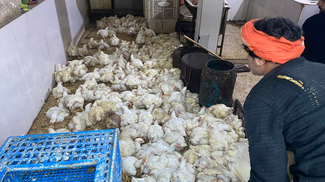 Insight from Basra’s poultry market shows local preferences and pricing dynamics