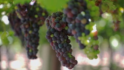 صور مبهرة لعناقيد العنب وثمار الخوخ من بساتين الإسحاقي