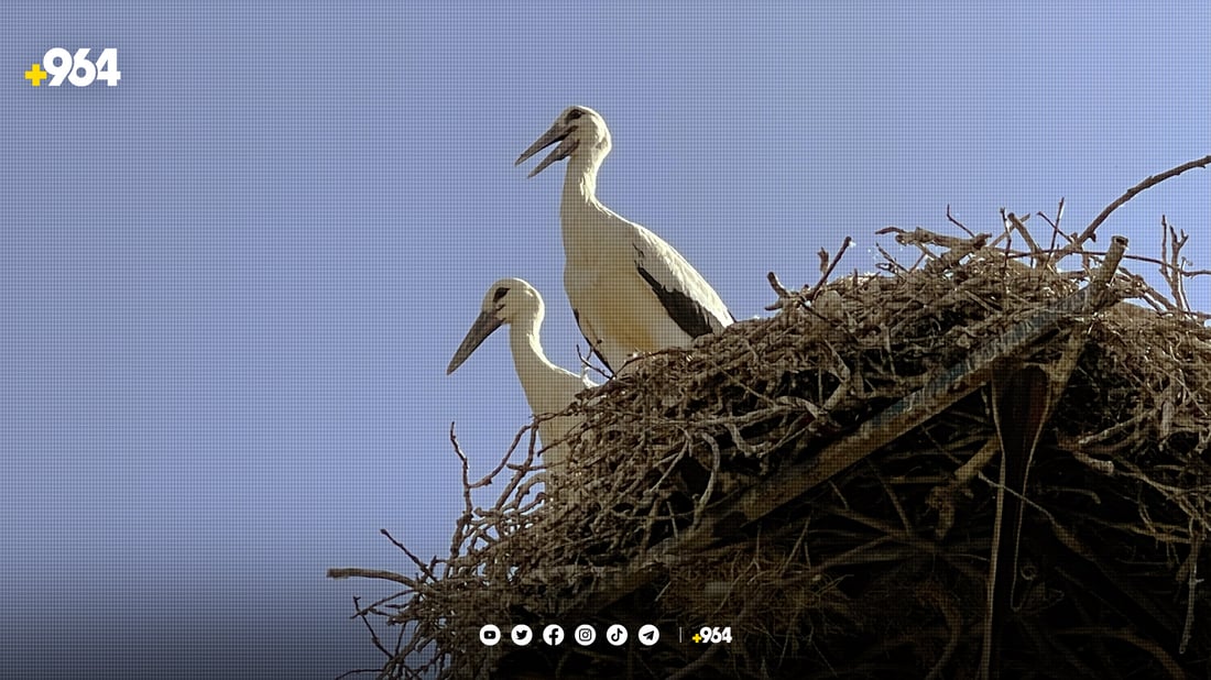 گوندێک جەژن بۆ هاتنەوەی حاجی لەقلەقەکان دەگێڕێت