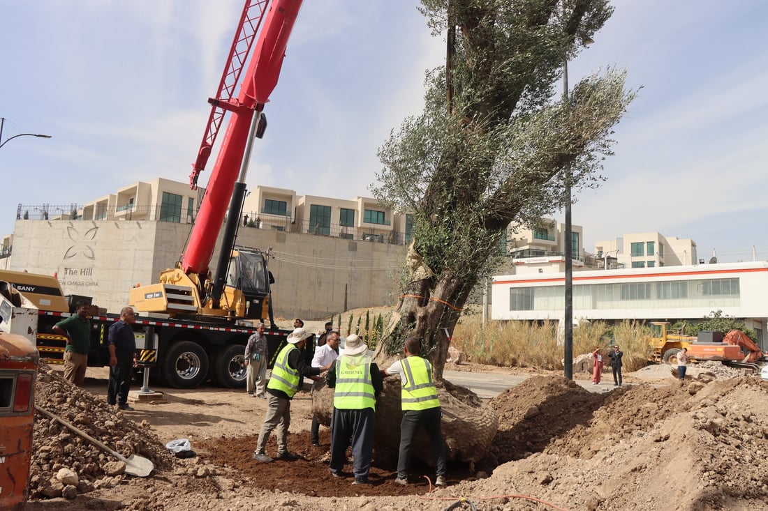 دار زەیتوونێکی تەمەن 200 ساڵ لە شەقامی مەلیک مەحمود چێندرا