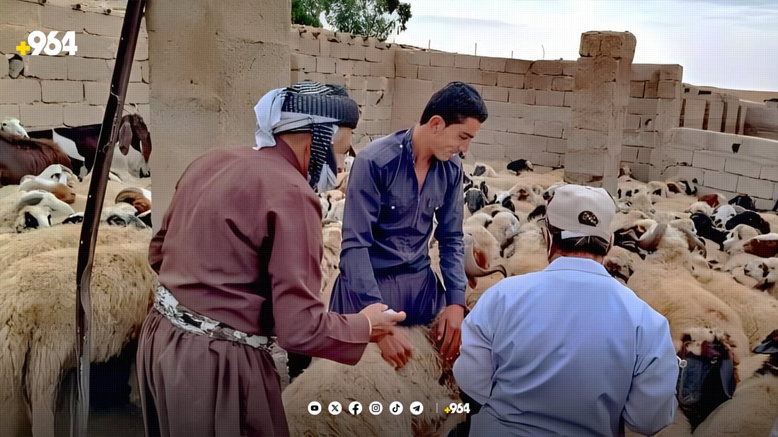 دەرزی دژە نەخۆشی لە ئاژەڵ و پەلەوەرەکانی خورماتوو دەدرێت