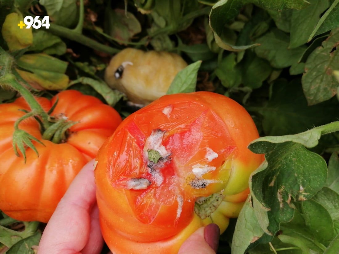 دەردی کشتوکاڵی تینی بۆ جوتیارێکی سنووری قەزای دوکان هێناوە