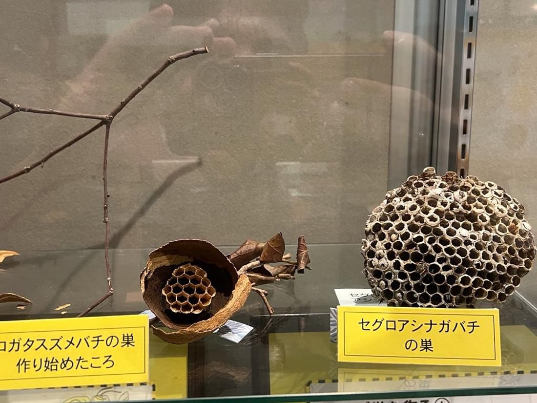 تیمێکی شوێنەواری سۆران لە ژاپۆن ڤیدیۆی تایبەتی مۆزەخانەیەکیان بۆ 964 ناردووە