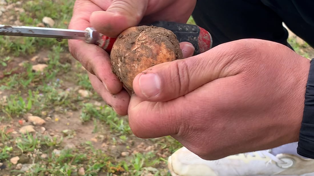 انتشر جامعو الكمأ بين المروج والخراف سعيدة بأمطار العراق