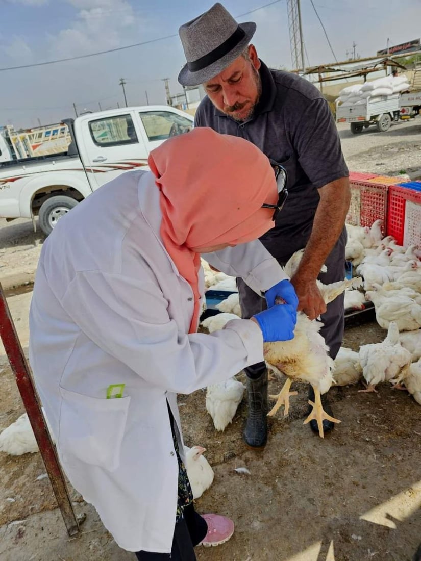 پەلەوەر و باڵندەکانی دوزخورماتوو دەکوترێن