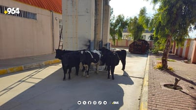 شارەوانی سلێمانی پێنج مانگای بە بارمتە گرت