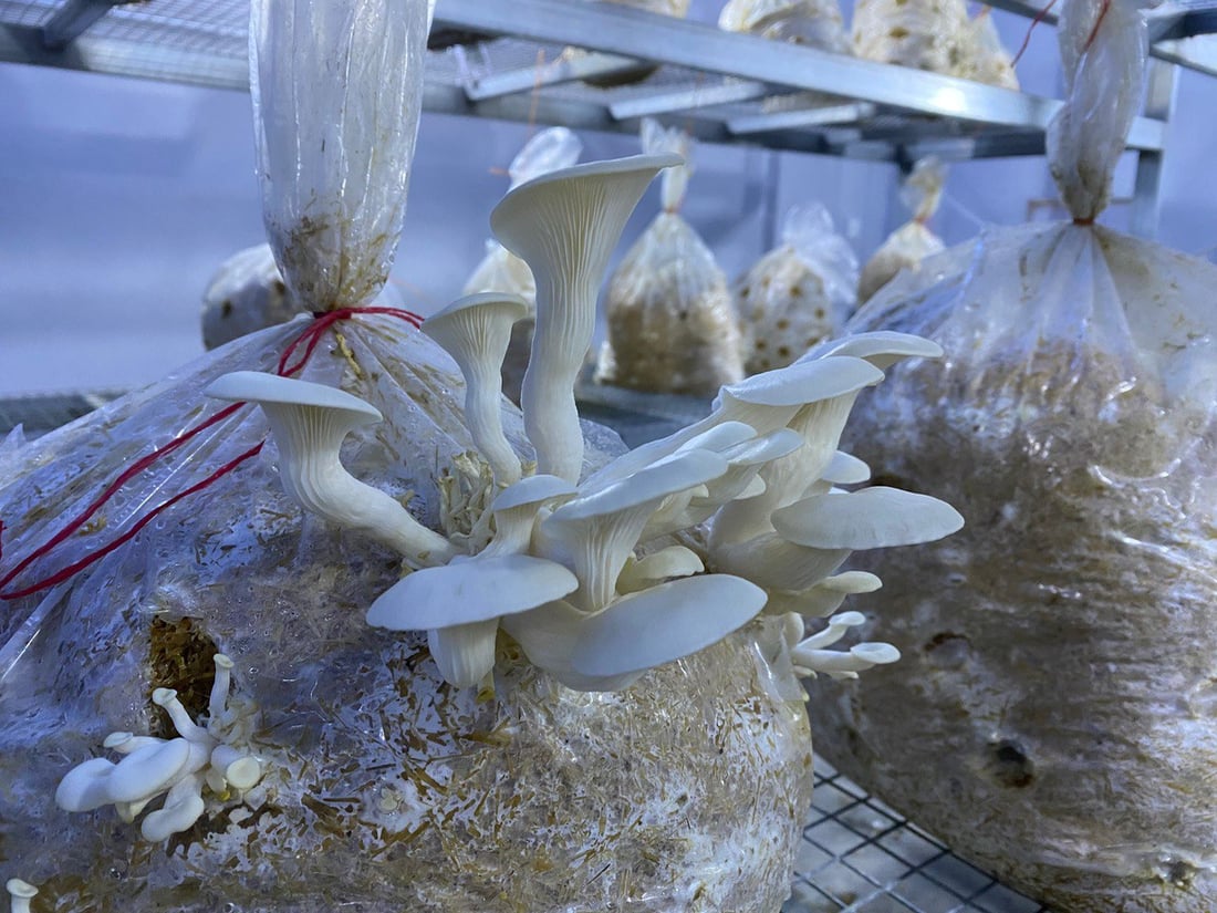 هۆڵێكى به‌رهه‌مهێنانى قارچك كراوەتەوە باشترین جۆریان بەرهەمهێناوە