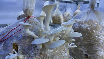 هۆڵێكى به‌رهه‌مهێنانى قارچك كراوەتەوە باشترین جۆریان بەرهەمهێناوە