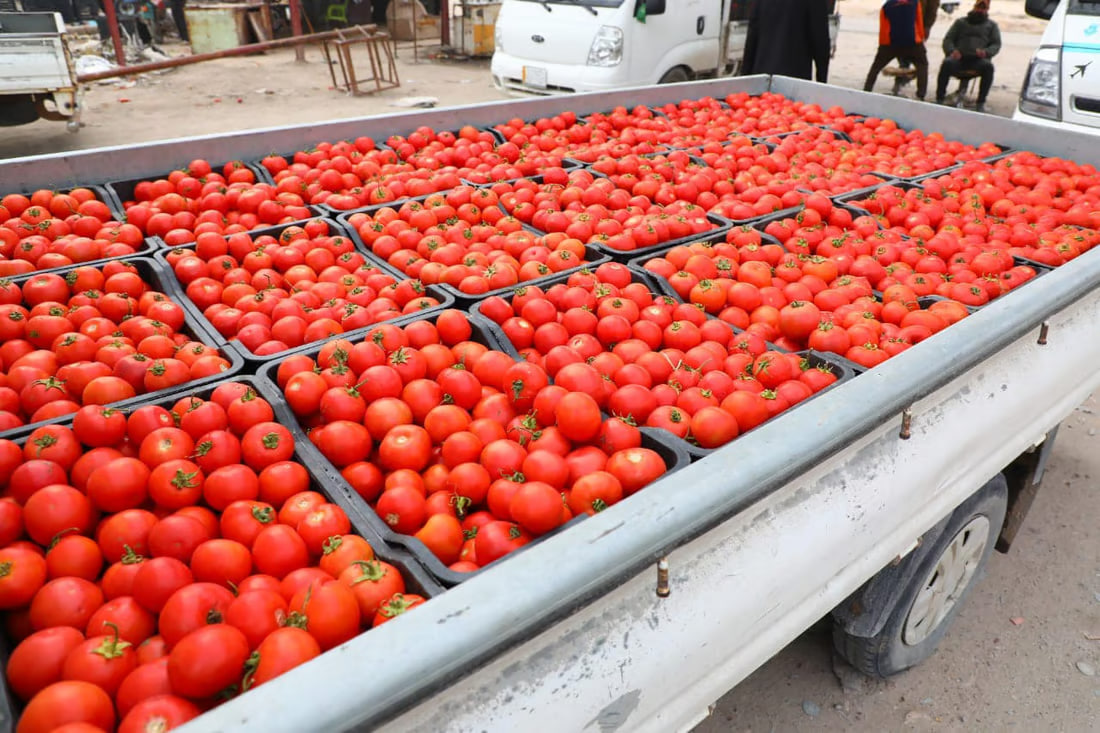 Successful agricultural initiative boosts local tomato production in Al-Najaf