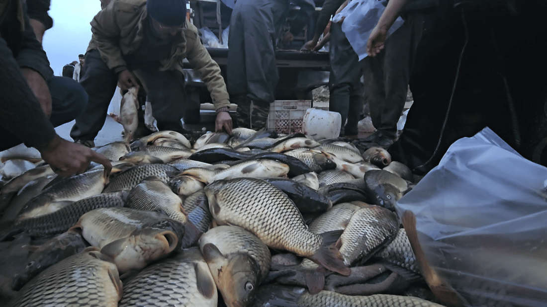 ژێرئاوکەوتنی حەوزە ماسییەکانی تەقتەق نرخی زیندووی بەرز کردووەتەوە