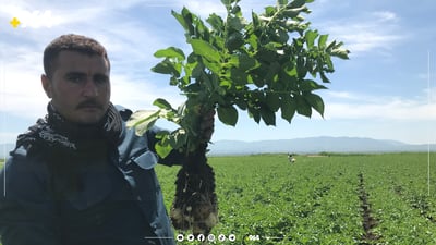 پەتاتە ئۆتۆمبێل بە جوتیارێک دەفرۆشێت