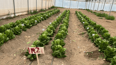لە سلێمانی جۆرە پەینێکی نوێ لەسەر کاهوو تاقیدەکرێتەوە